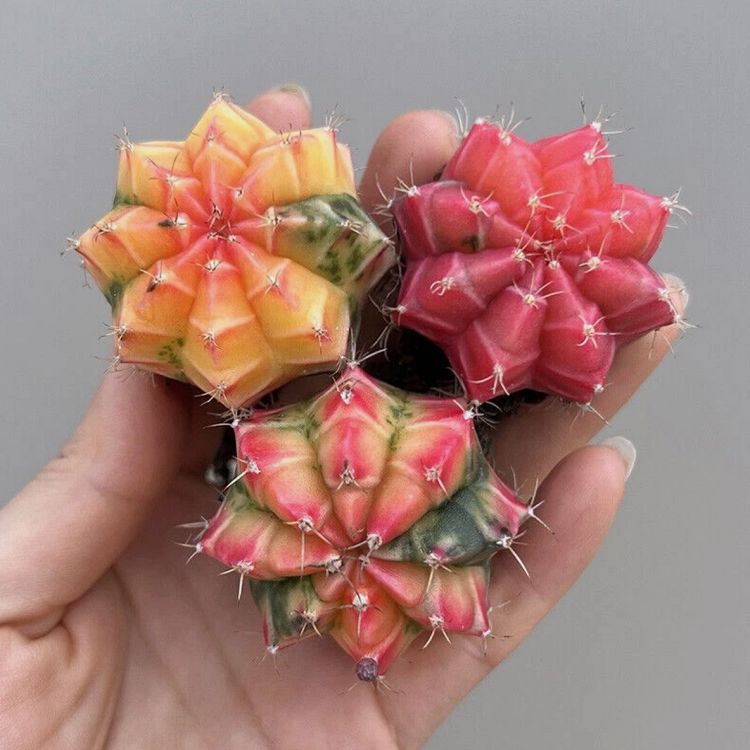 Gymnocalycium Mihanovichii Var. Friedrichii