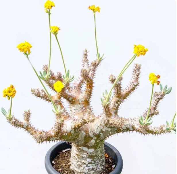 Pachypodium Densiflorum