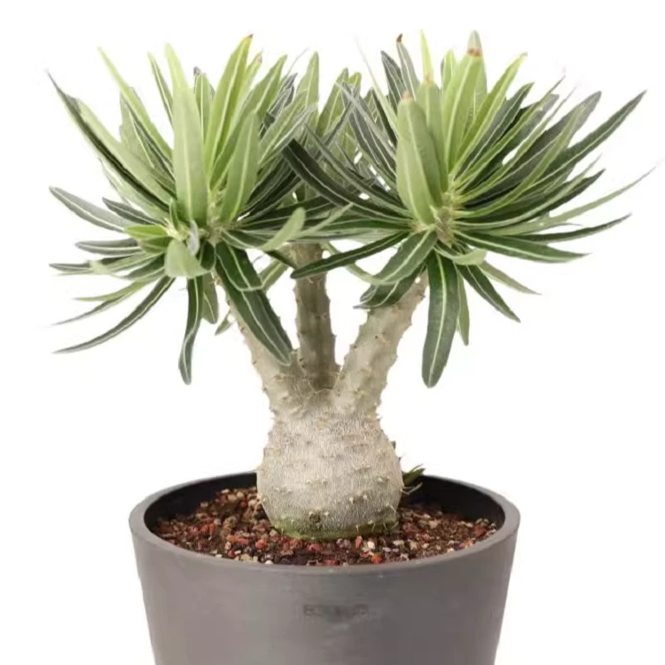 Pachypodium Rosulatum