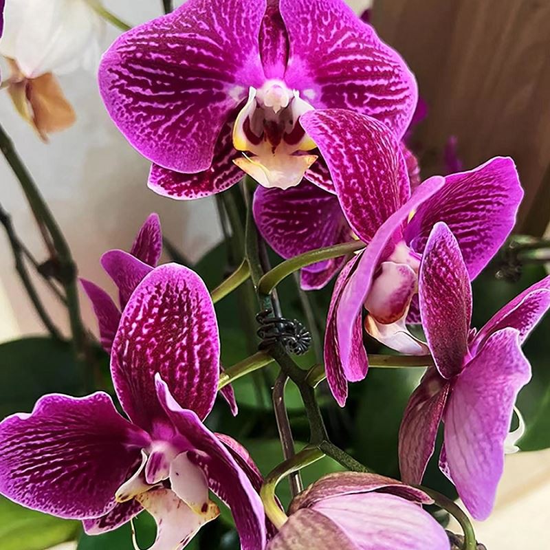 Phalaenopsis Aphrodite