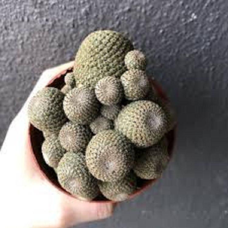 Rebutia Heliosa factory