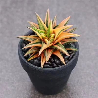 Pagoda Ifori Crassula